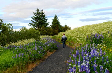 A man walking along the trail with beautiful field of beautiful blue and white lupine flowers near...