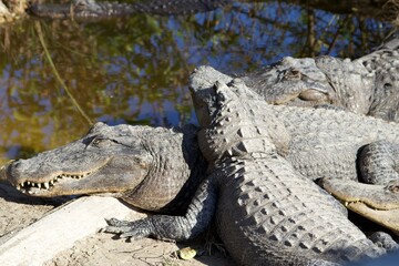 American Crocodiles playing, Everglades National Park, Florida, USA