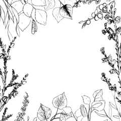 Plants ink illustrations. Minimal hand drawn frames. Heather, birch, hazel, alder drawings. Botanical vector background. 