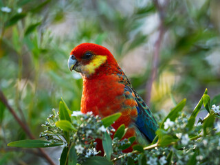 Western Rosella parrot feeding