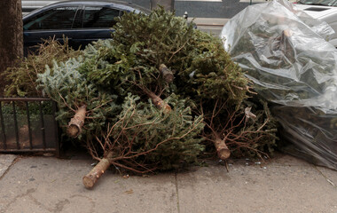 a pile of old christmas trees left on a curb of the sidewalk to be picked up as garbage, an annual...