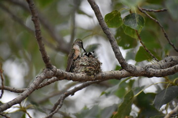 Hummingbird White Mountains New Mexico