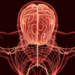 Human Brain Anatomy For Medical Concept 3D