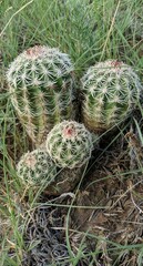 Cactus White Mountains New Mexico