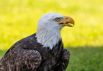American Bald Eagle 