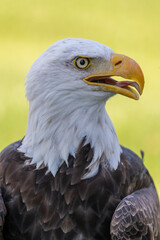 Obraz premium Portrait of an american eagle
