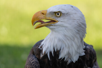American Bald Eagle