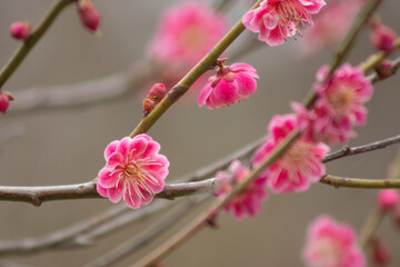Fototapeta na wymiar 春を告げる八重の梅の花