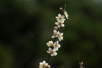 春を告げる白梅の花