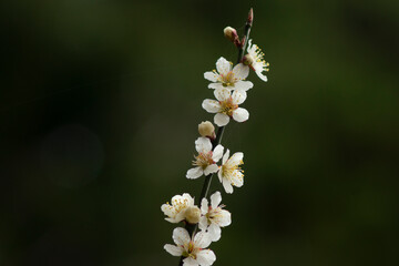 春を告げる白梅の花