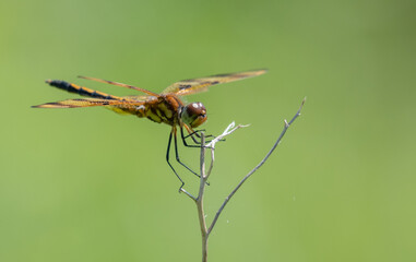 Dragonfly hanging on to a stem