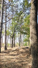 path in the forest