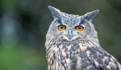 Great horned owl close up