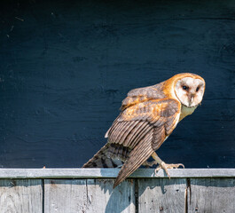 Barn owl sitting on a window ledge