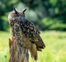 Great horned owl sitting on a tree stump