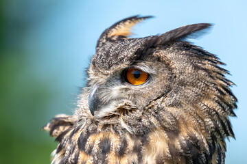 Close up of a great horned owl