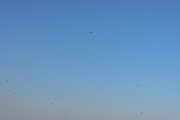 birds in the sky