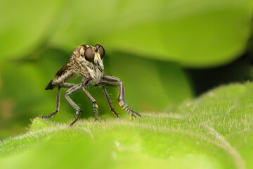 Macro of a ground Robberfly 