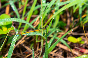 Dragonflies never fly perched on a leaf.