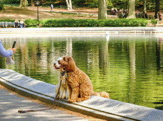 Red poodle and white poodle posing for photo by the pool in Central Park, NYC, on nice summer day