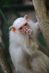 A white little monkey macaque
