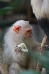 A little white macaque
