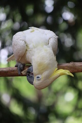 White cockatoo bird of paradise