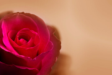 Close up red rose for love and valentine day.