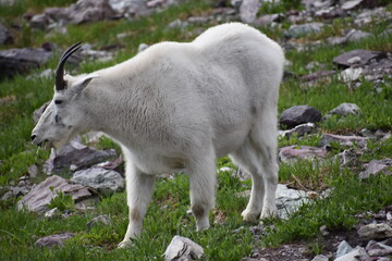 Mountain Goat Glacier National Park