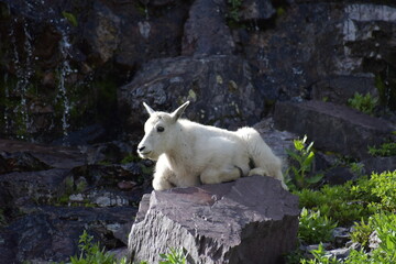 Fototapeta na wymiar Mountain Goat Glacier National Park