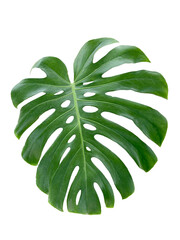 Swiss cheese leaf on white background with  clipping path