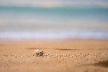 little hermit crab walkon the beach