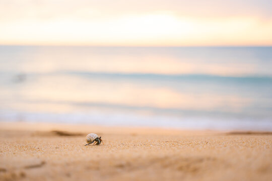 little hermit crab walkon the beach
