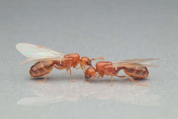 Winged ants bug insect