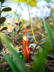 Plants of the Nepenthe genus are predatory plants with pit traps. Bright and beautiful colors occur on the natural soil in the fertile forest.