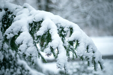 Details of Christmas tree branches covered with snow and frost in cold, winter tones