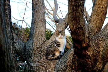猫　木の上から見ている　冬　風景　キジトラ白