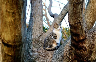 木の上　横向きなねこ　冬の公園