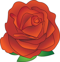 red-orange rose