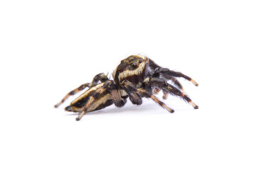 jumping spider isolated on white background.