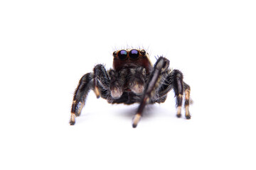 jumping spider isolated on white background.