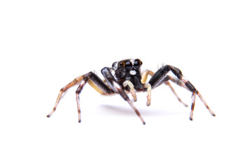 jumping spider isolated on white background.