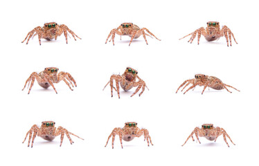 Set collection jumping spider isolated on white background.