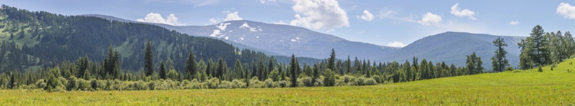 Panoramic view, spring landscape, Altay Mountains. Flowering meadow, forest and snow on the tops. © Valerii