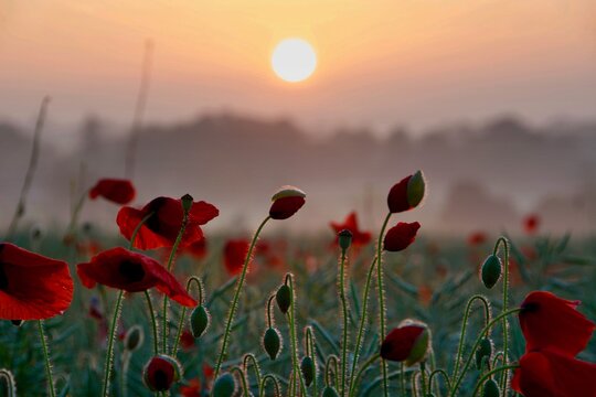 Close-up Of Red Flowering Plants On Field Against Sky During Sunset © phil child/EyeEm