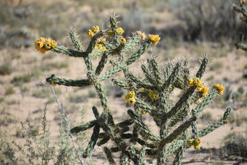 Cactus New Mexico El Malpais National Monument