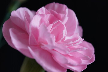 pink gerbera flower macro