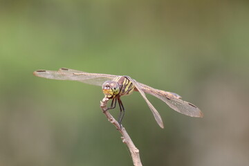 Yellow dragonfly on a leaf