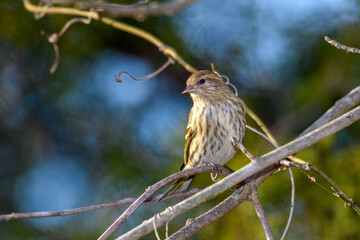 Pine Siskin - Spinus pinus