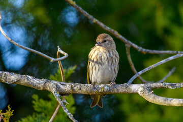 Pine Siskin - Spinus pinus
